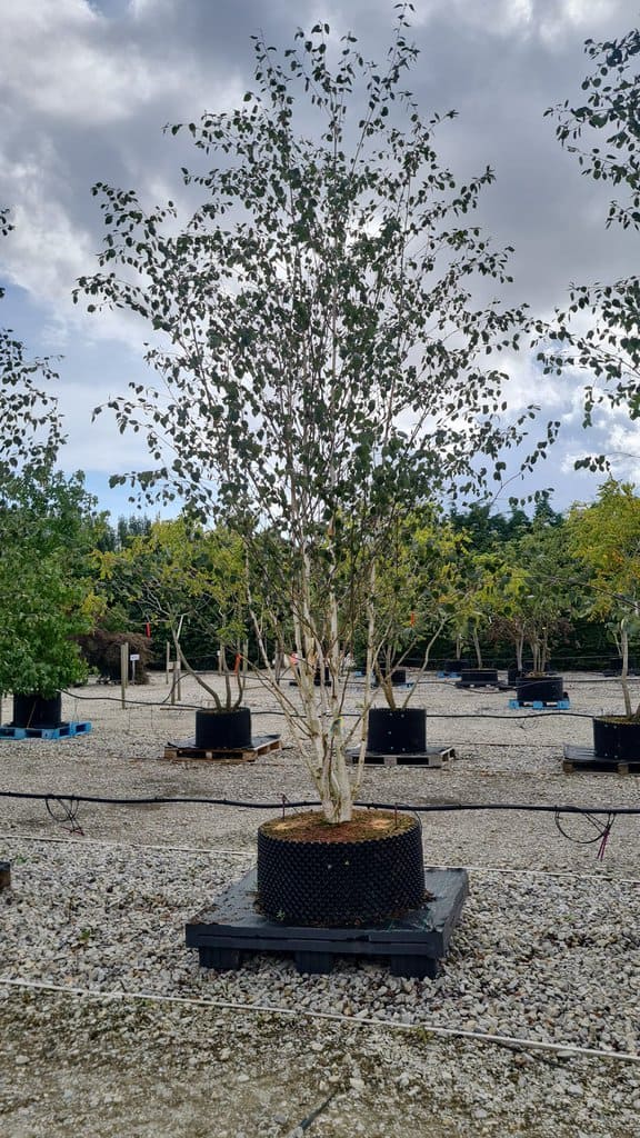 Betula utilis var. jacquemontii 350-400 cm